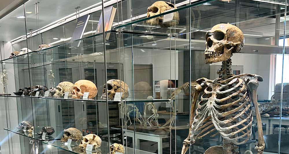 Institute of Human Origins