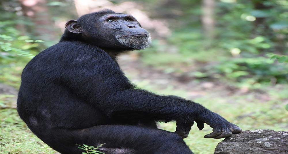 IHO Gombe Chimpanzee Research Project